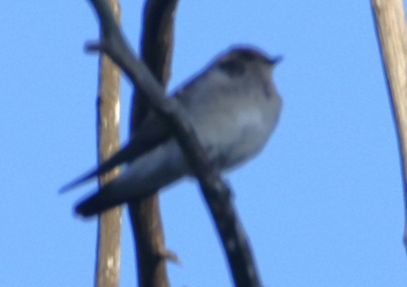 Northern Rough-winged Swallow - ML620042732