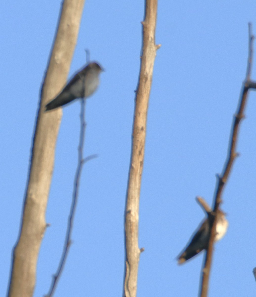 Northern Rough-winged Swallow - ML620042734