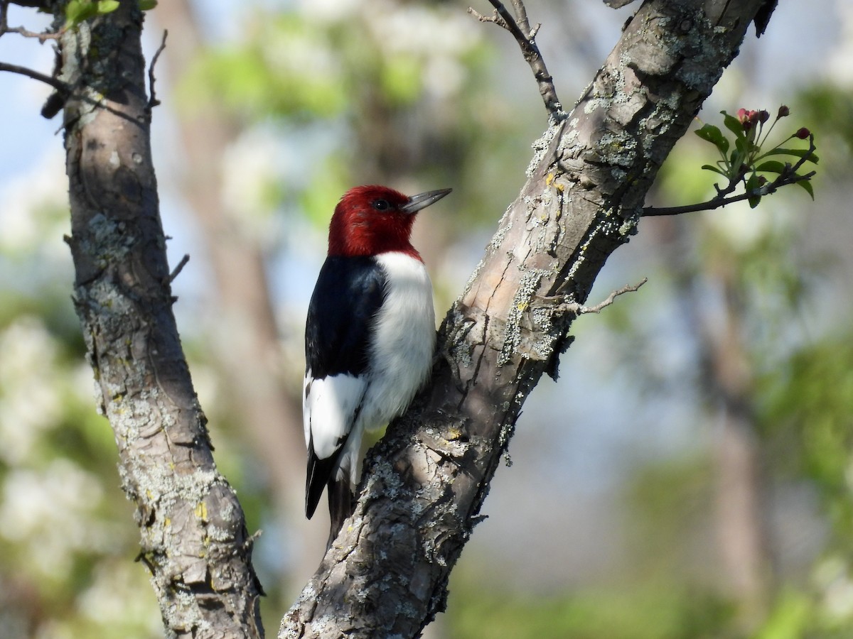 Red-headed Woodpecker - ML620042736