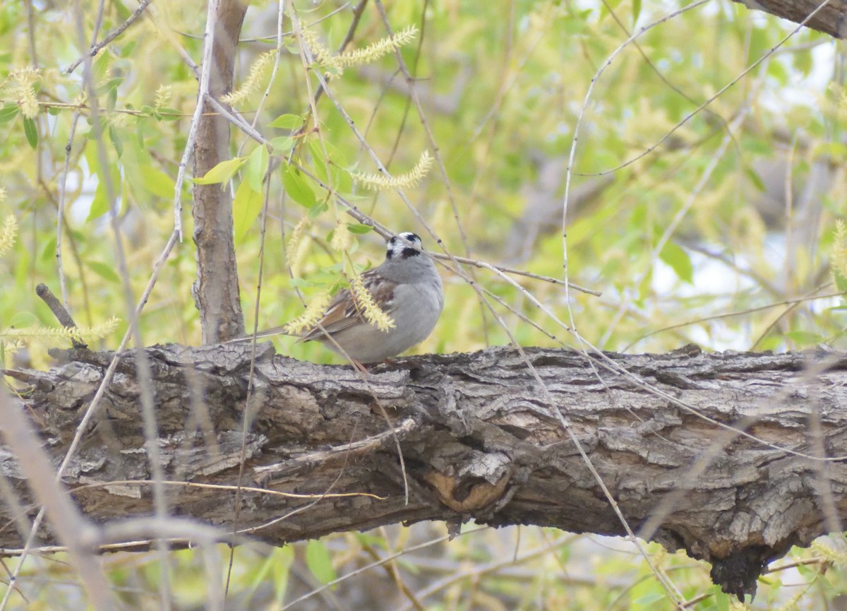 White-crowned Sparrow (oriantha) - ML620042738