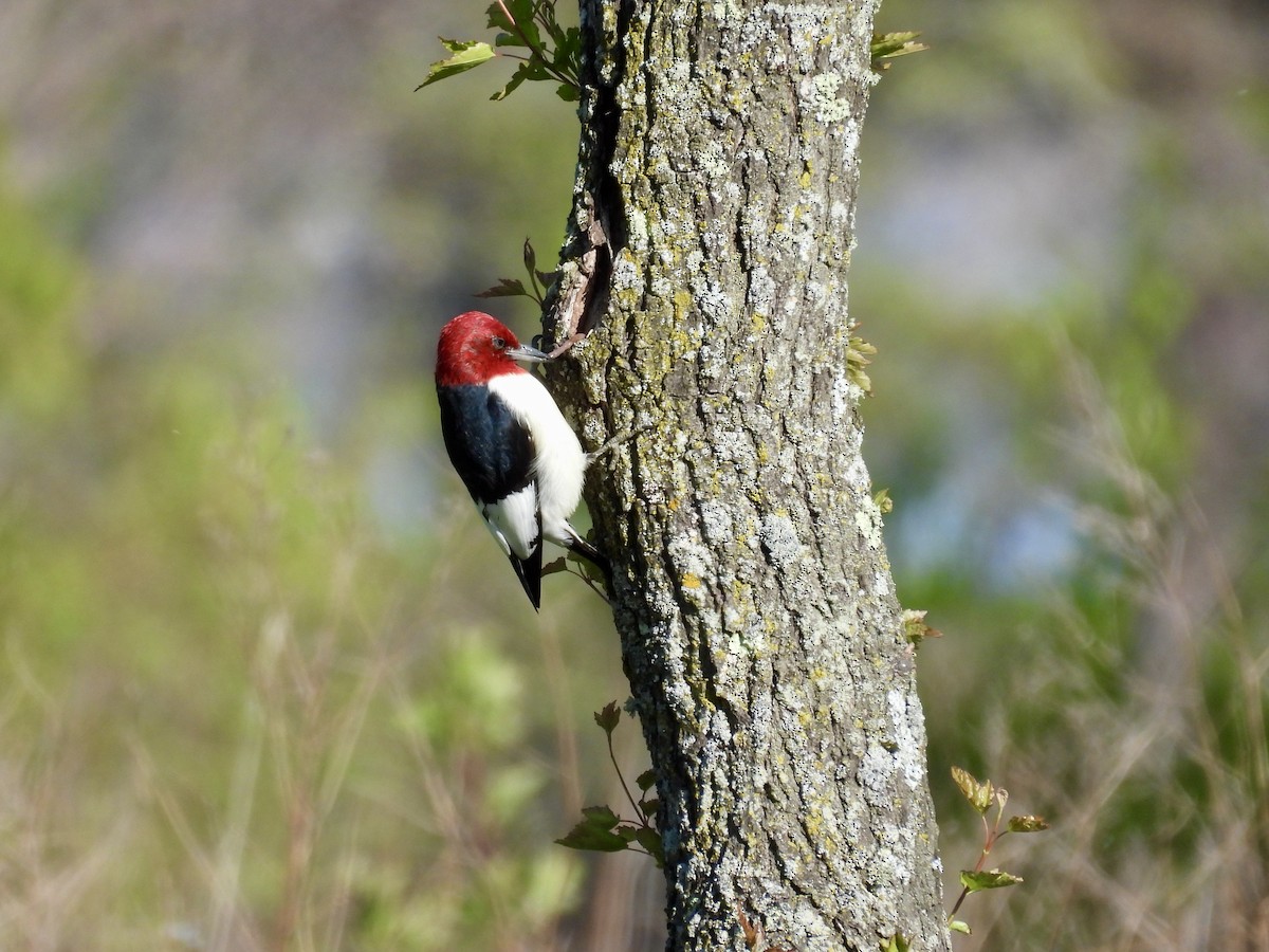 Red-headed Woodpecker - ML620042741