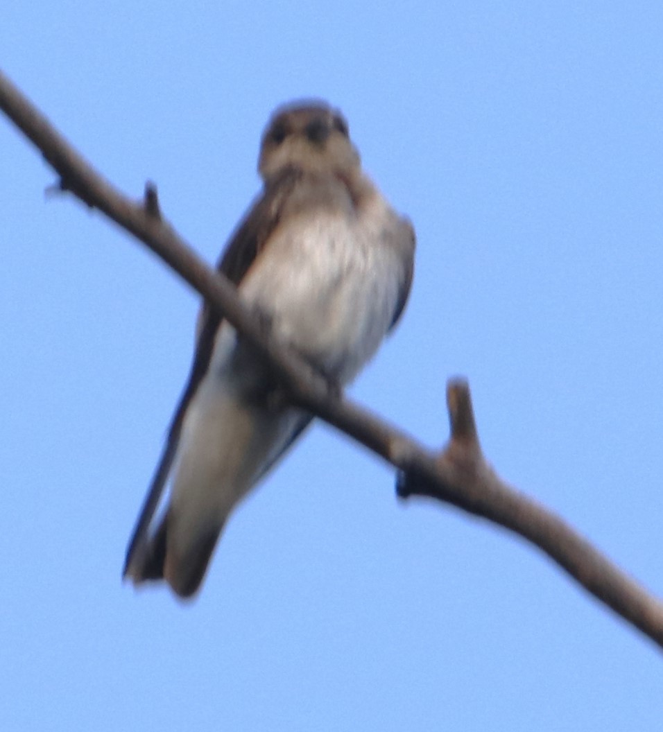 Northern Rough-winged Swallow - ML620042746