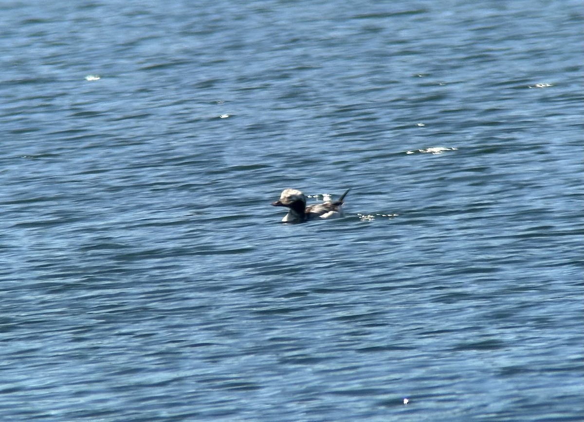Long-tailed Duck - ML620042749