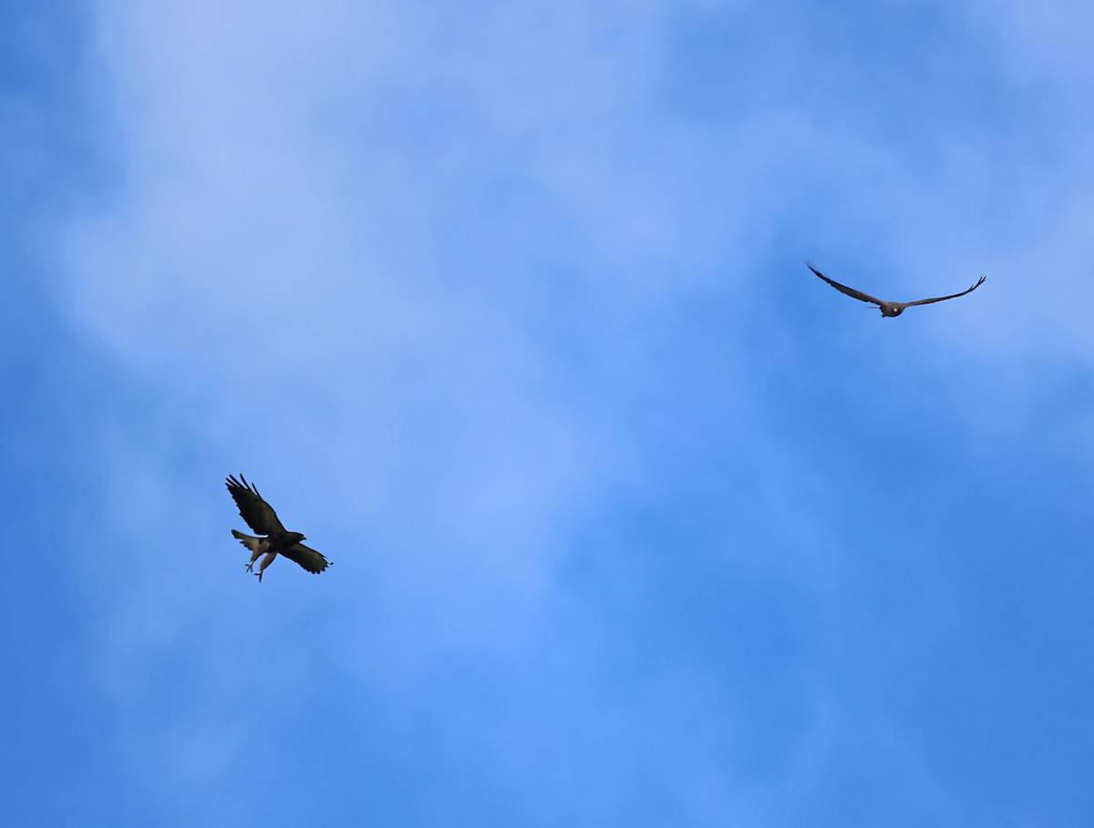 Swainson's Hawk - ML620042773