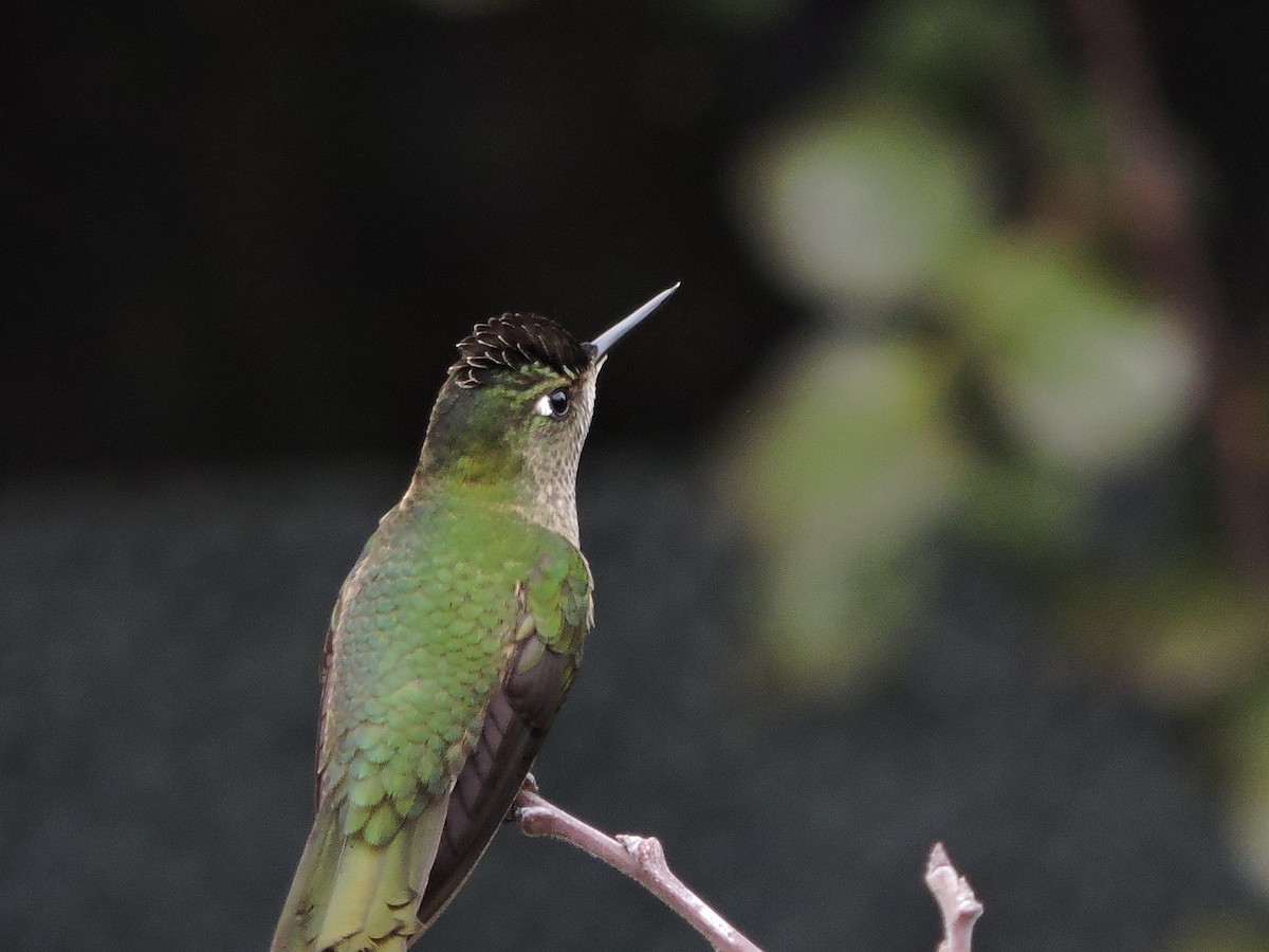 Green-backed Firecrown - ML620042780