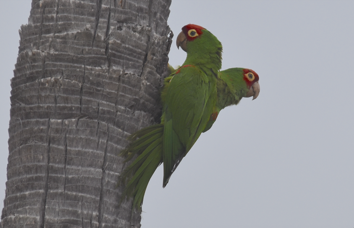 Guayaquil Papağanı - ML620042790