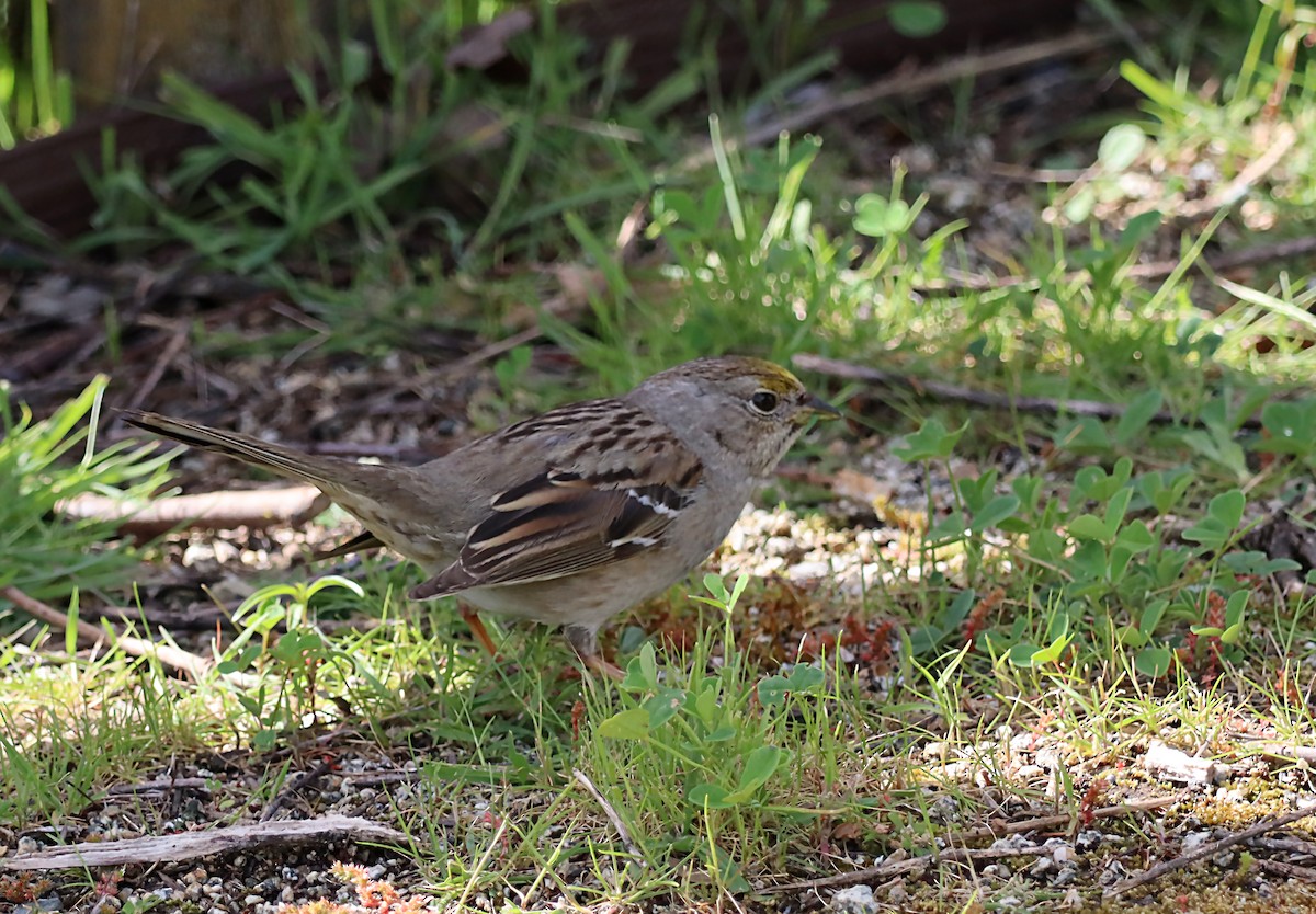 Golden-crowned Sparrow - ML620042815