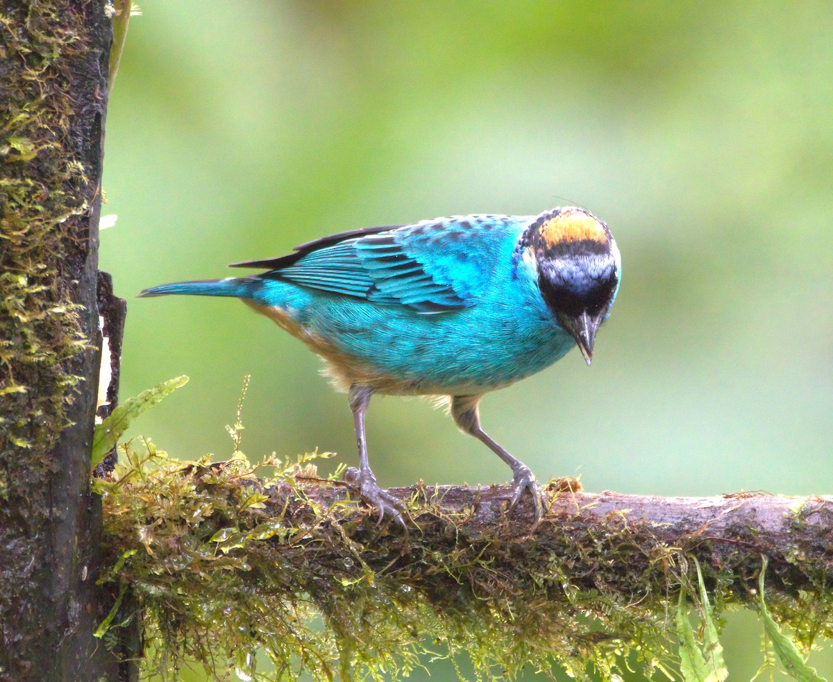 Golden-naped Tanager - ML620042816