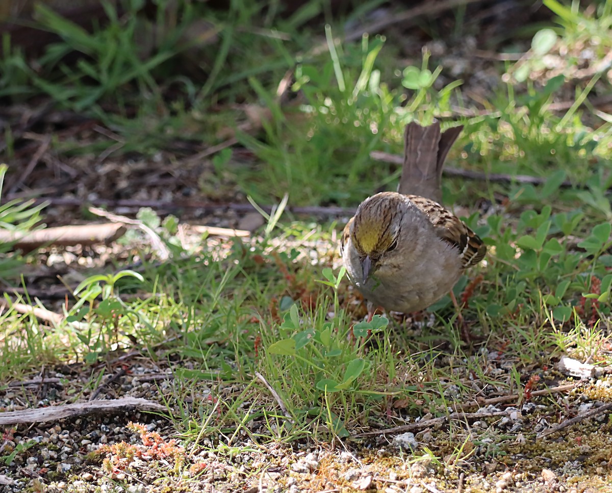 Golden-crowned Sparrow - ML620042819