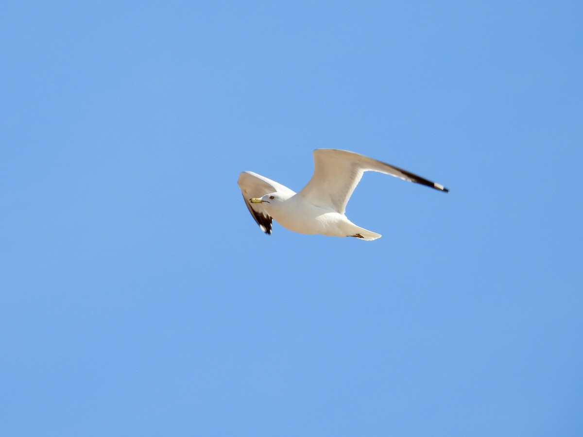 Ring-billed Gull - ML620042832