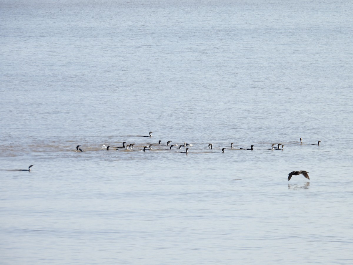 Double-crested Cormorant - ML620042837