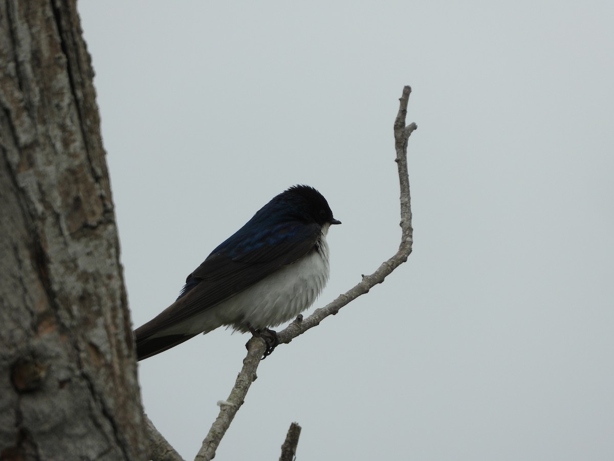 Tree Swallow - ML620042838