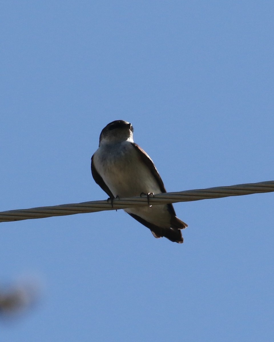Northern Rough-winged Swallow - ML620042839