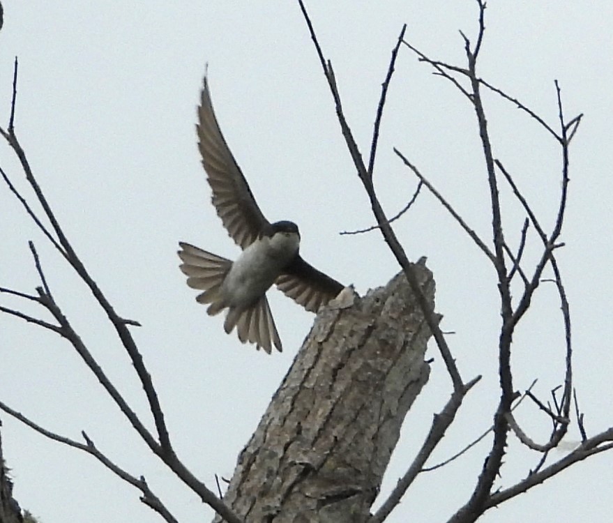 Tree Swallow - ML620042842