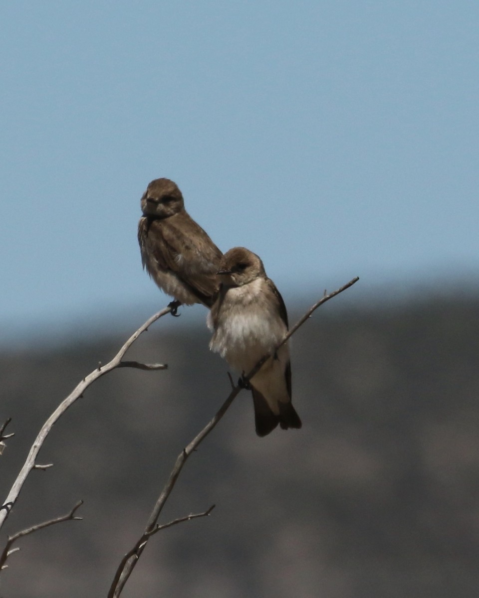 Northern Rough-winged Swallow - ML620042843