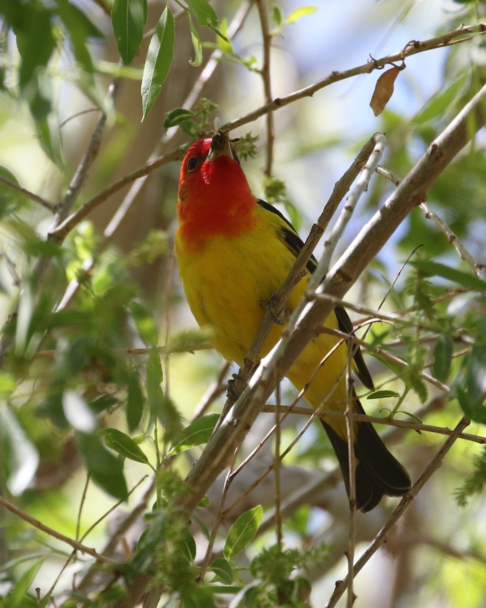 Western Tanager - ML620042849