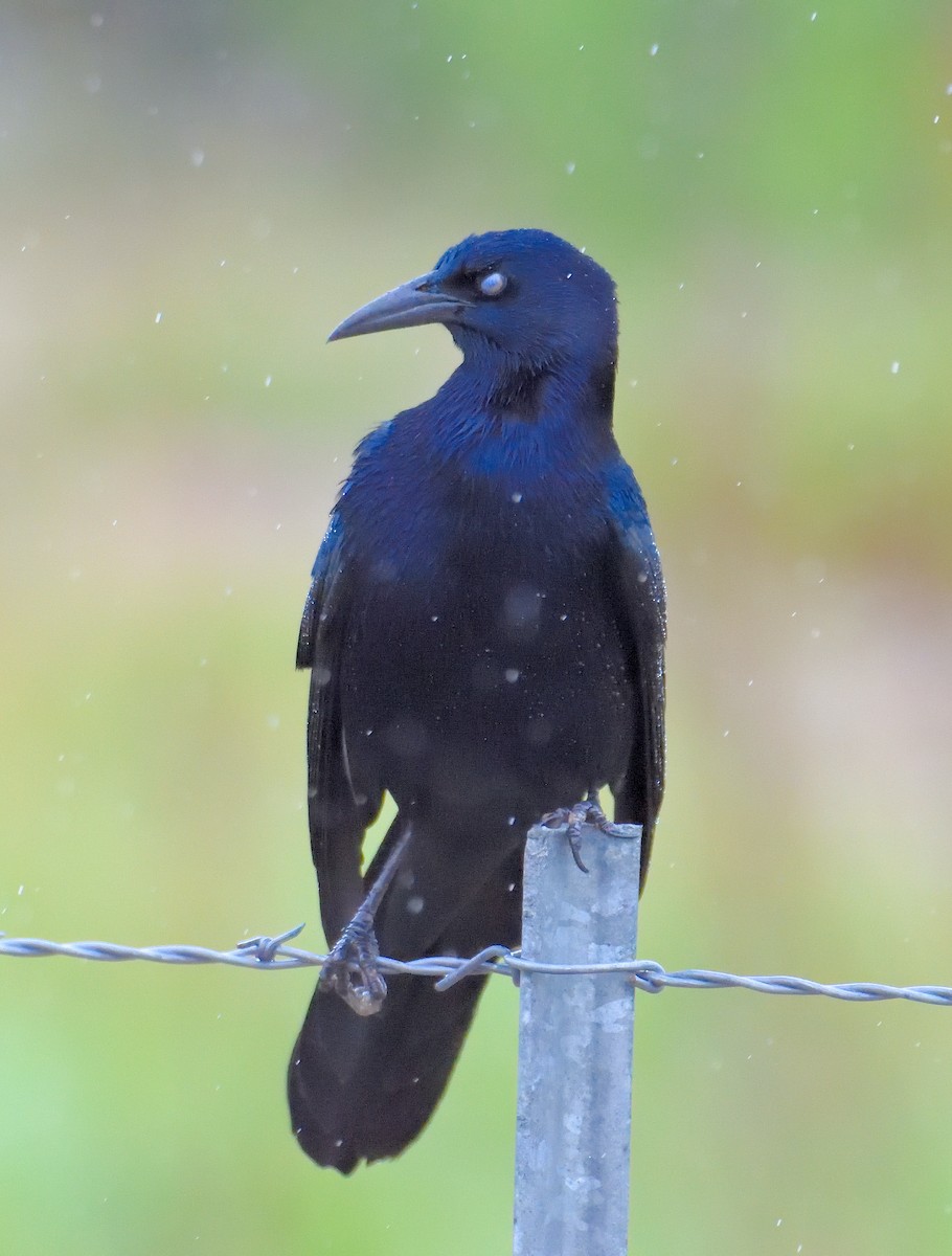 Great-tailed Grackle - ML620042856
