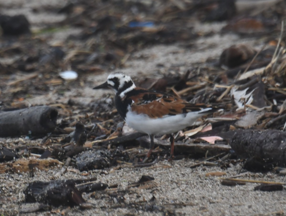 Ruddy Turnstone - ML620042859