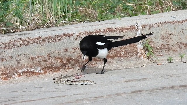 Black-billed Magpie - ML620042861