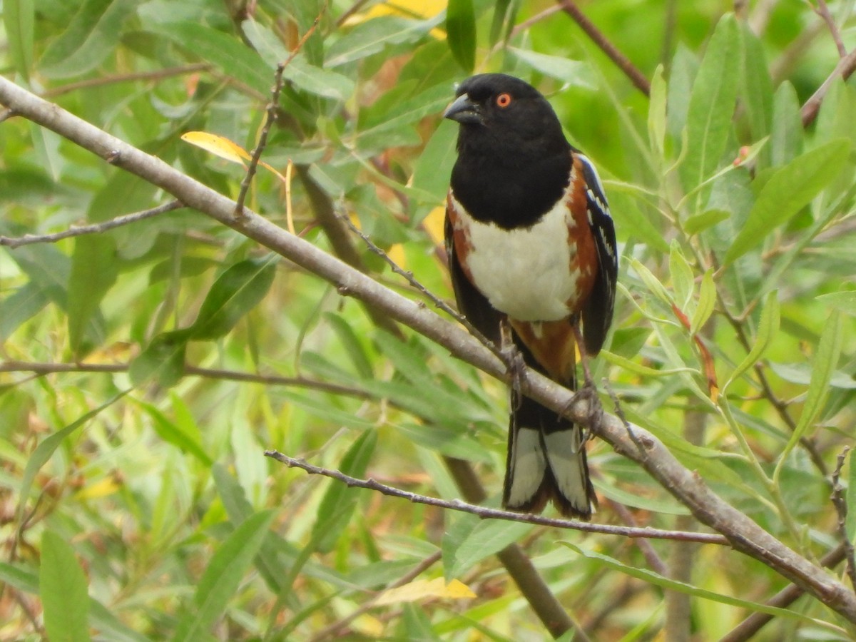 Spotted Towhee - ML620042869