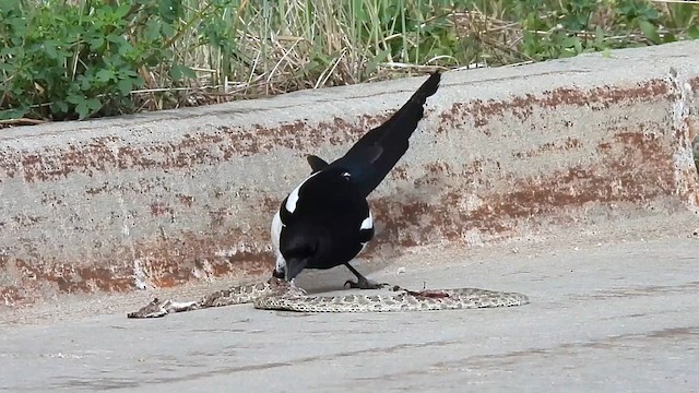 Black-billed Magpie - ML620042873