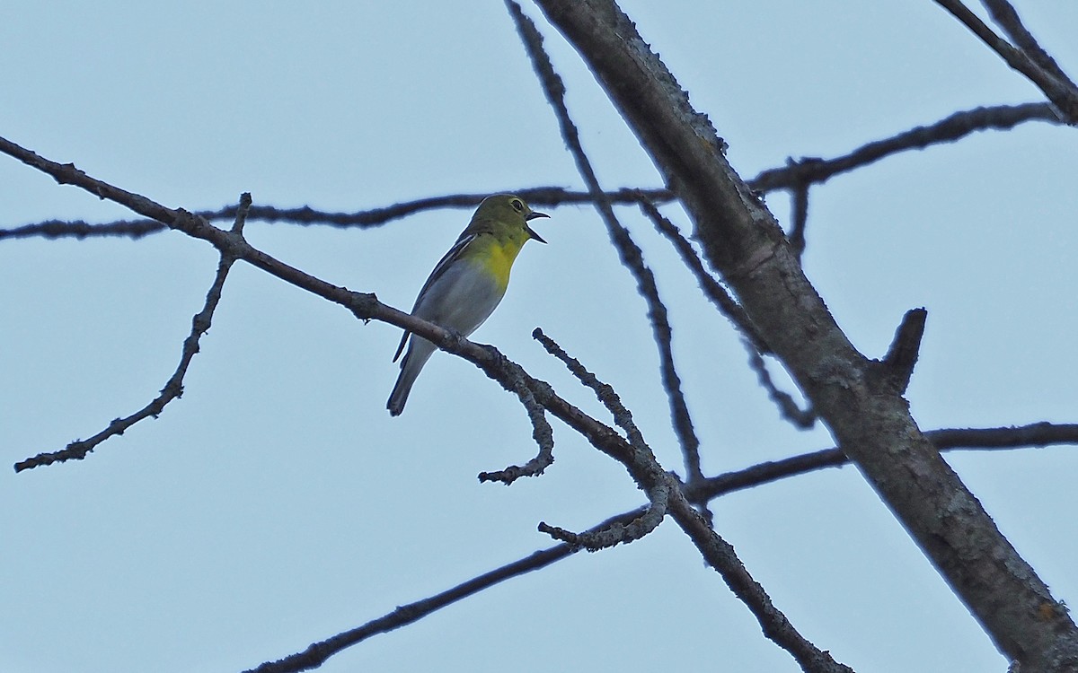 Yellow-throated Vireo - ML620042874