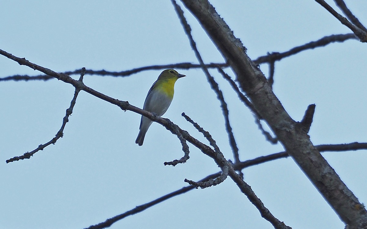 Yellow-throated Vireo - ML620042875