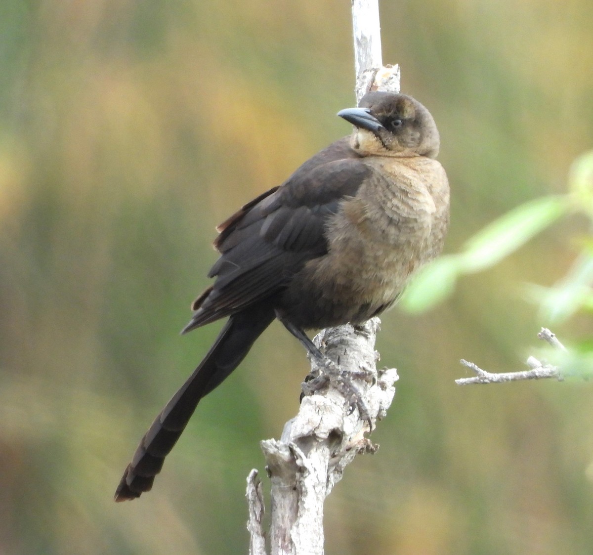 Great-tailed Grackle - ML620042877