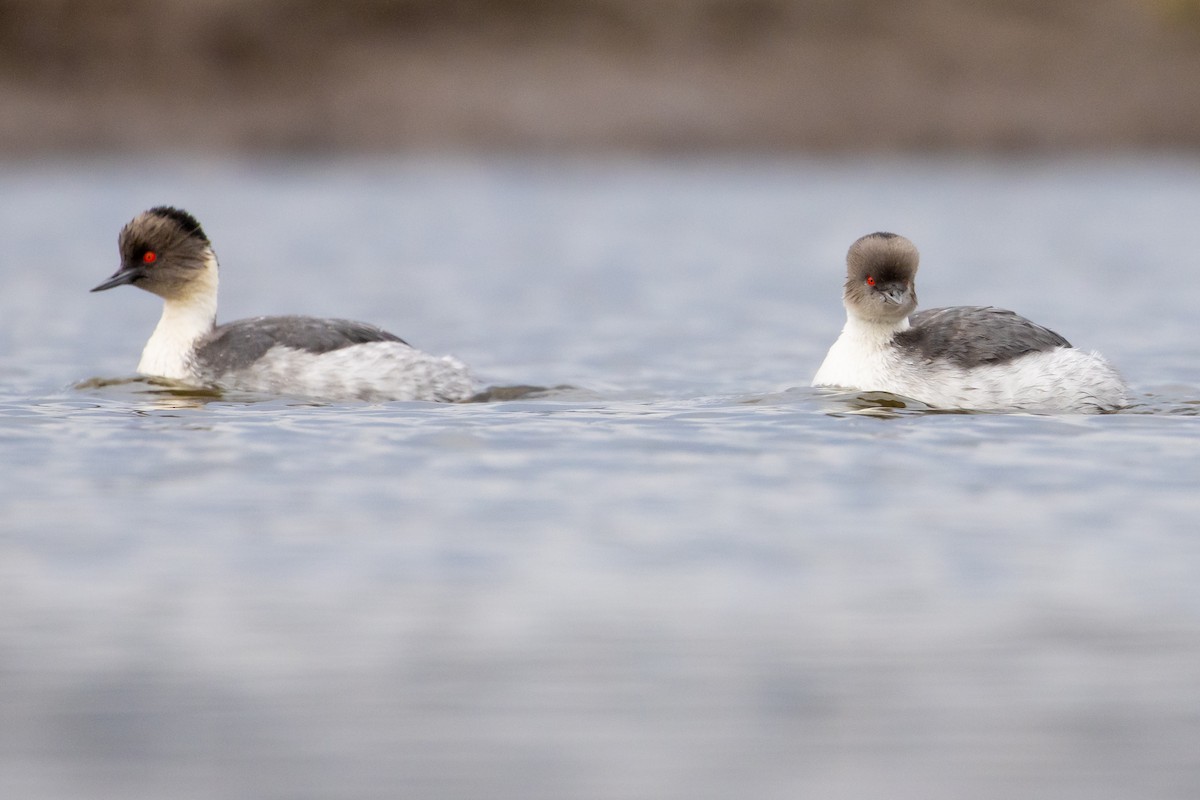 Silvery Grebe (Patagonian) - ML620042896