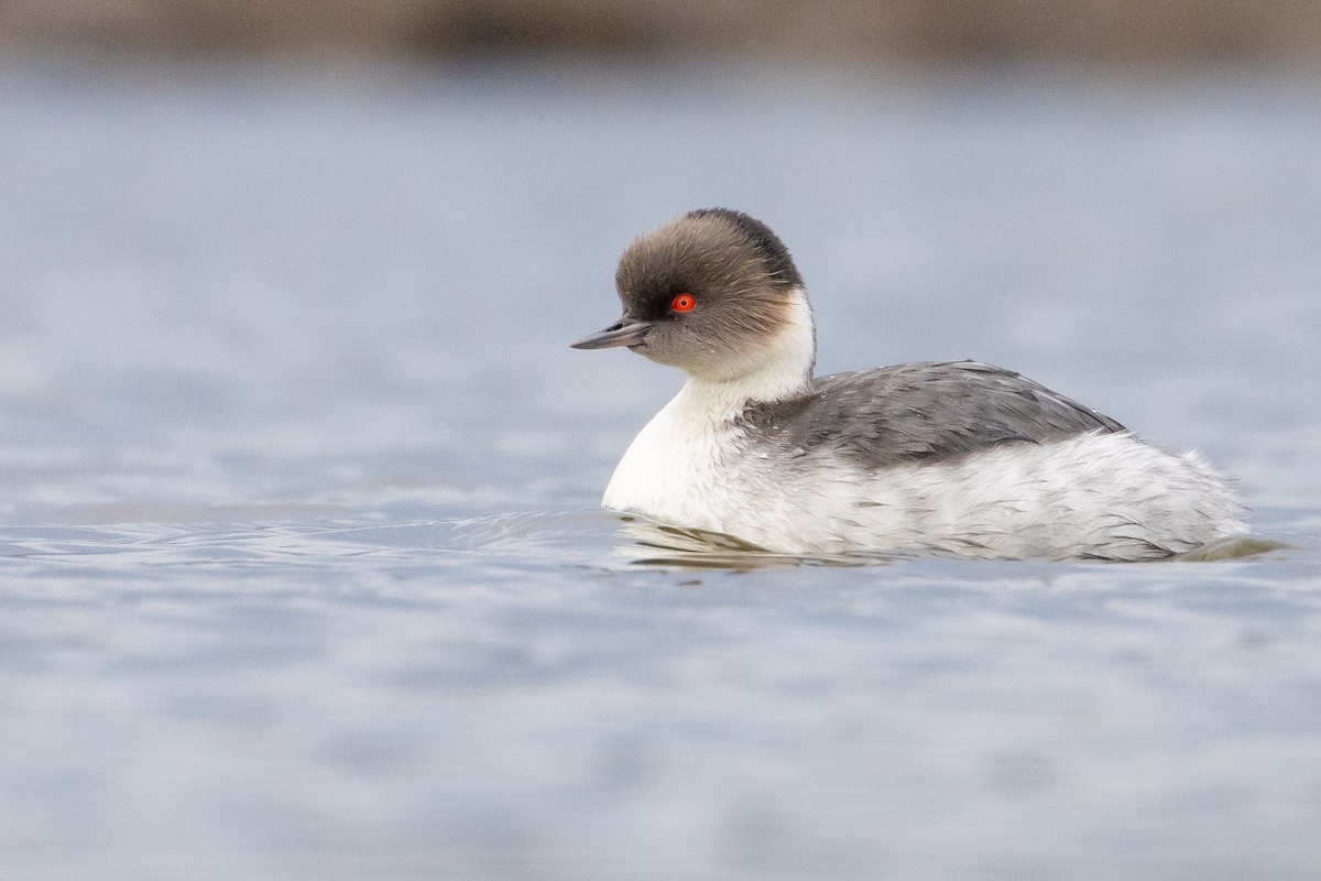 Silvery Grebe (Patagonian) - ML620042913