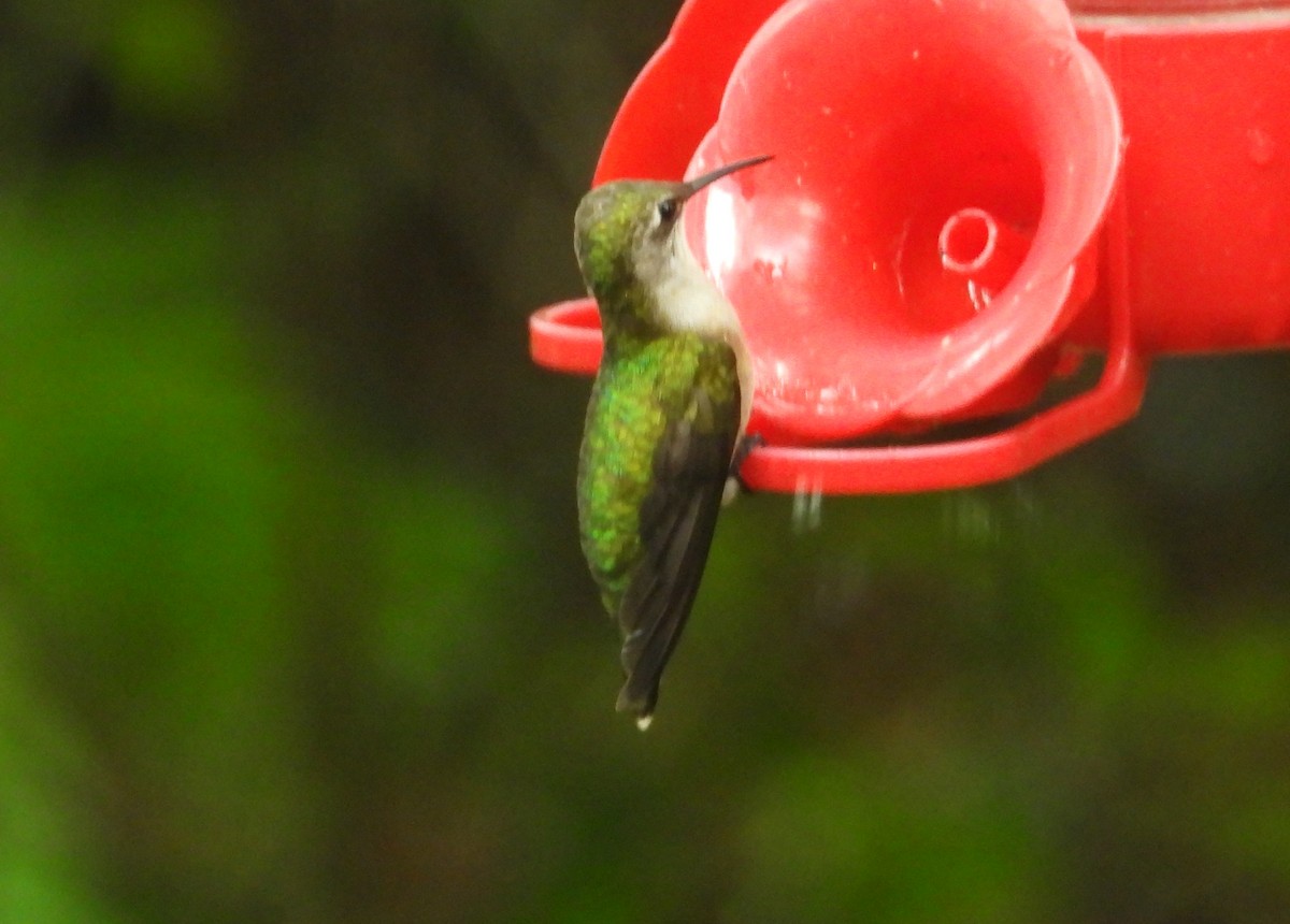 Ruby-throated Hummingbird - ML620042920