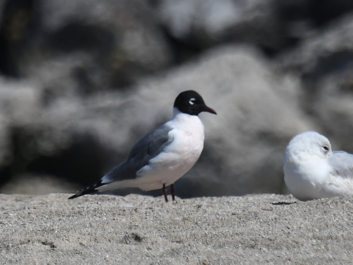 Franklin's Gull - ML620042923