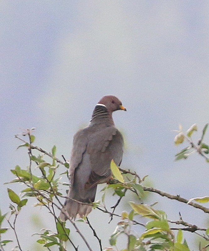 Band-tailed Pigeon - ML620042931