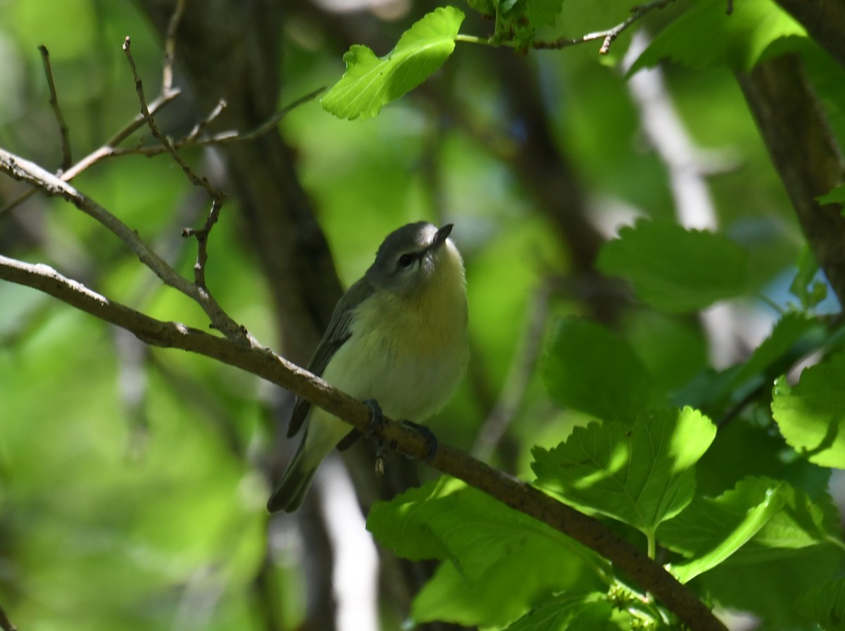 Philadelphia Vireo - ML620042932