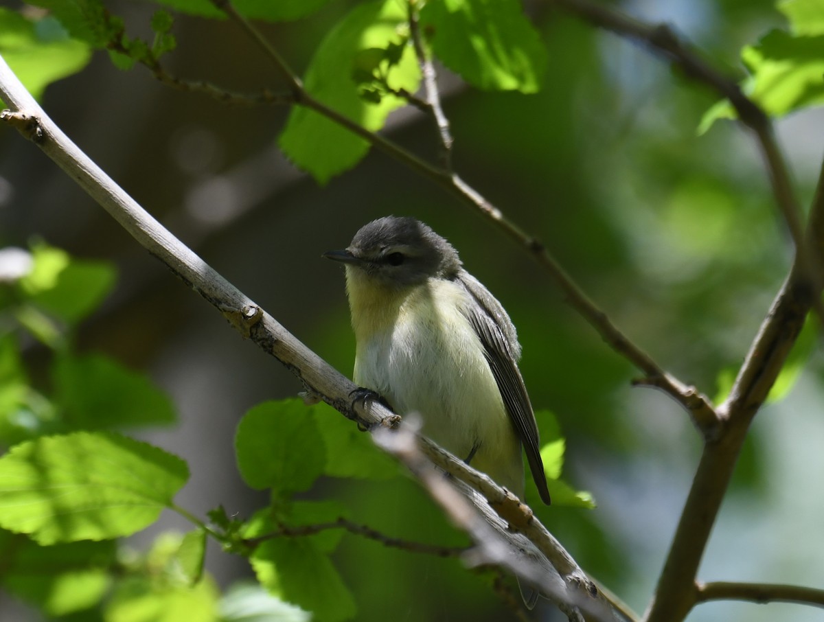 Philadelphia Vireo - ML620042933