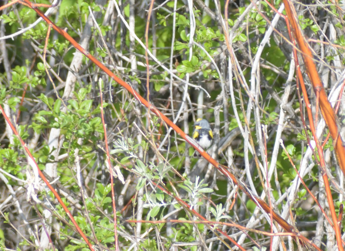 Paruline à croupion jaune (auduboni) - ML620042936