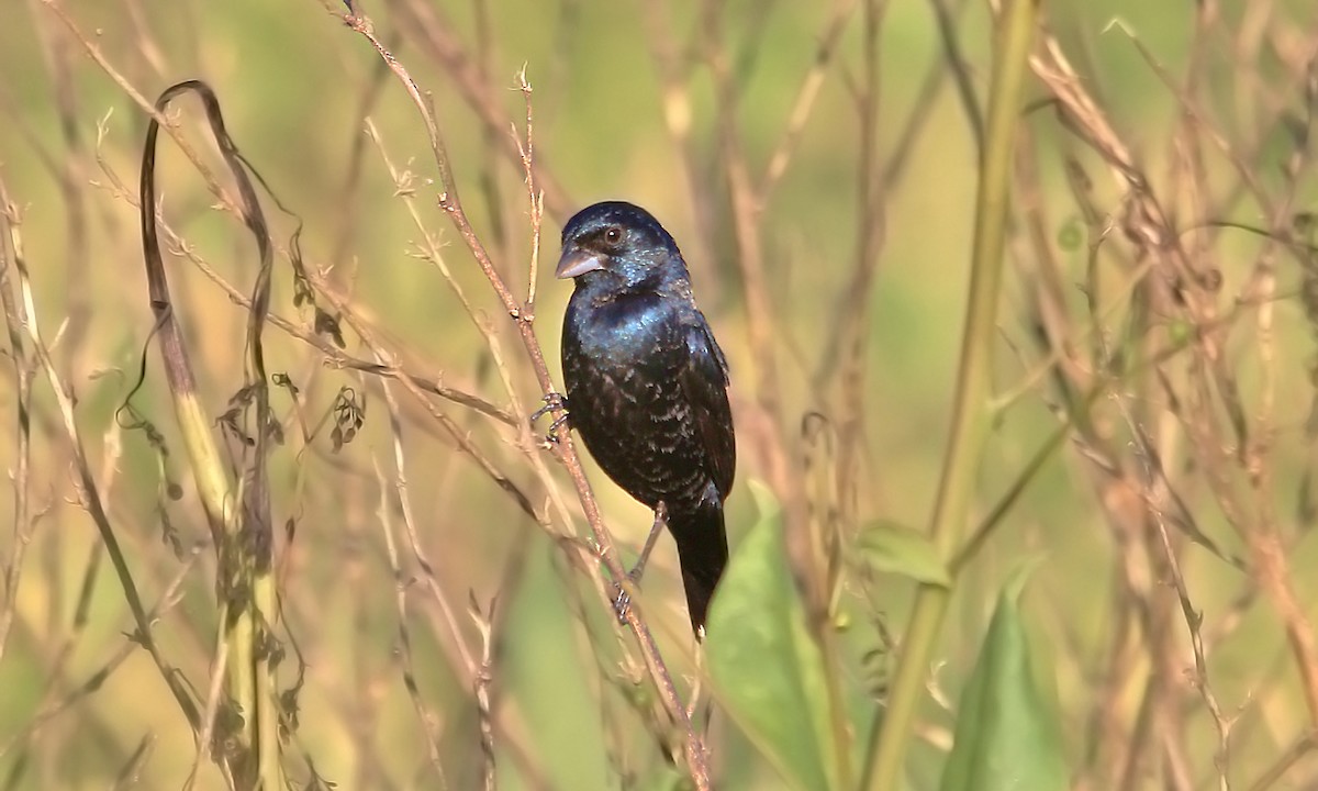 Blue-black Grassquit - ML620042937