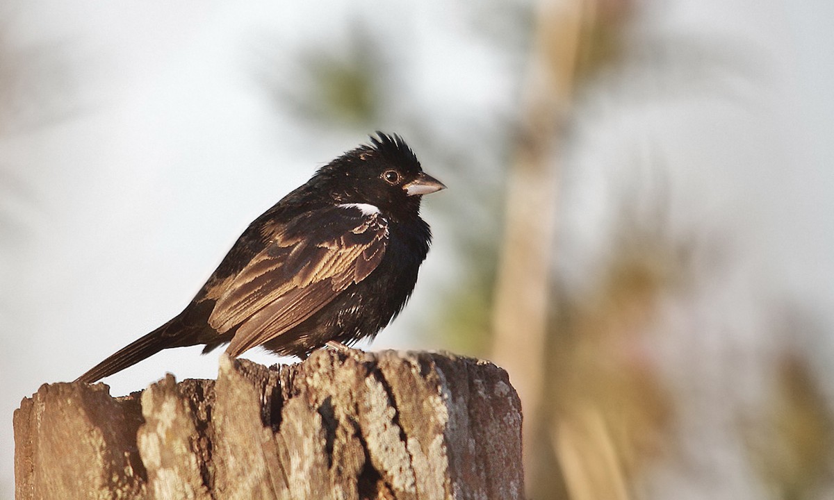 Blue-black Grassquit - ML620042938