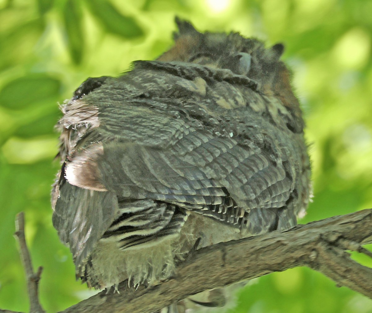 Long-eared Owl - ML620042943