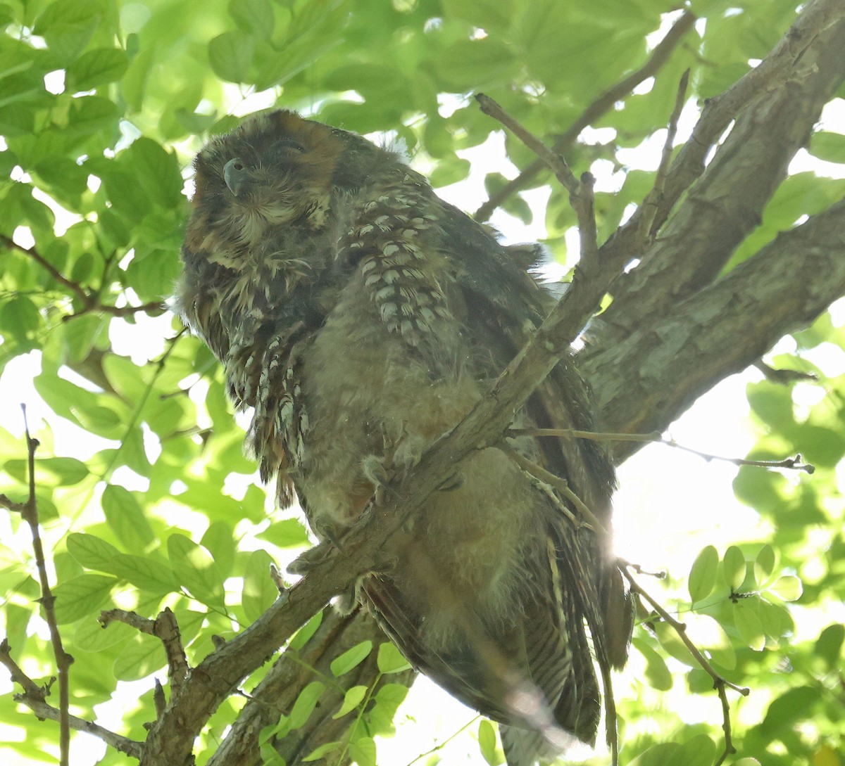 Long-eared Owl - ML620042944