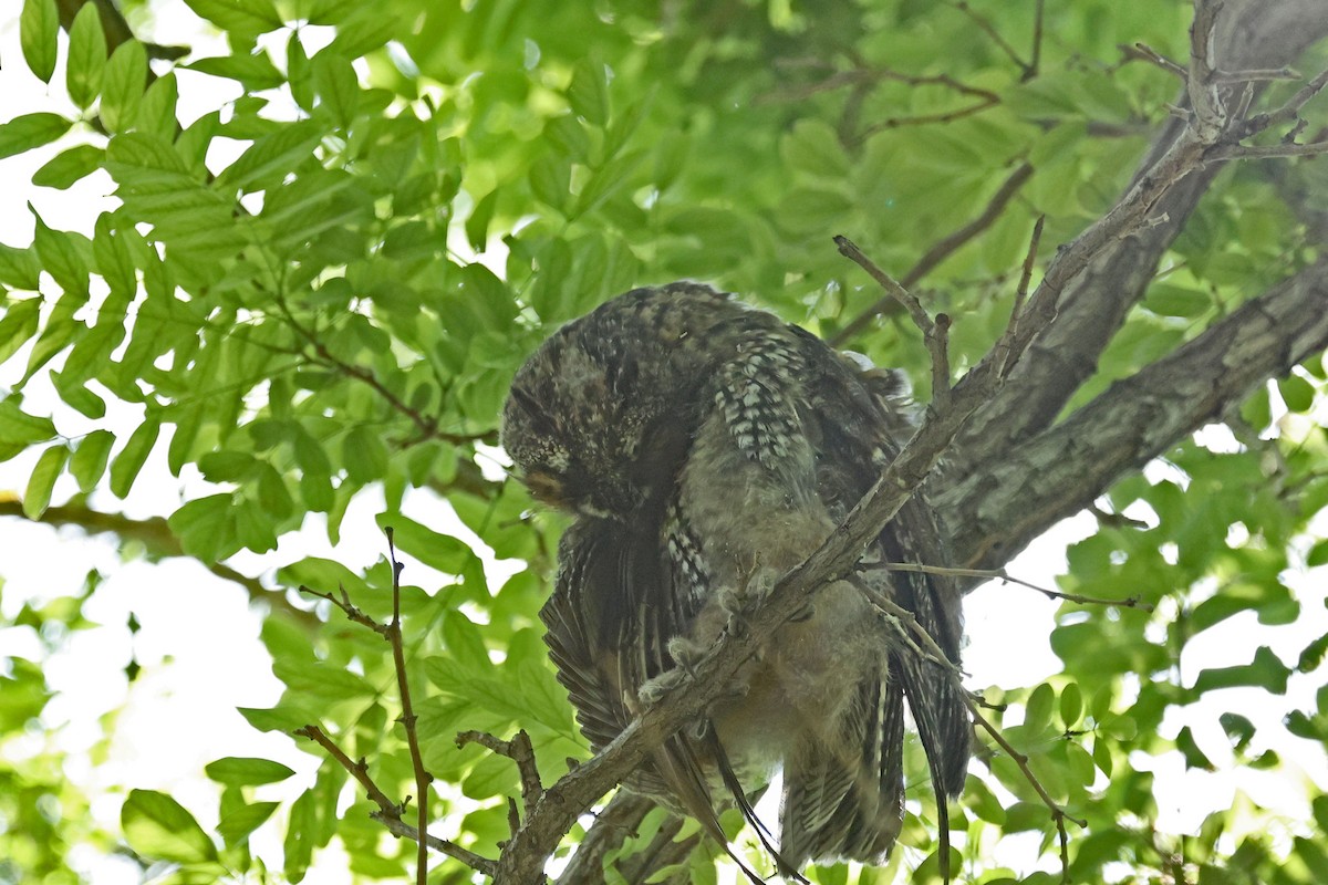 Long-eared Owl - ML620042945