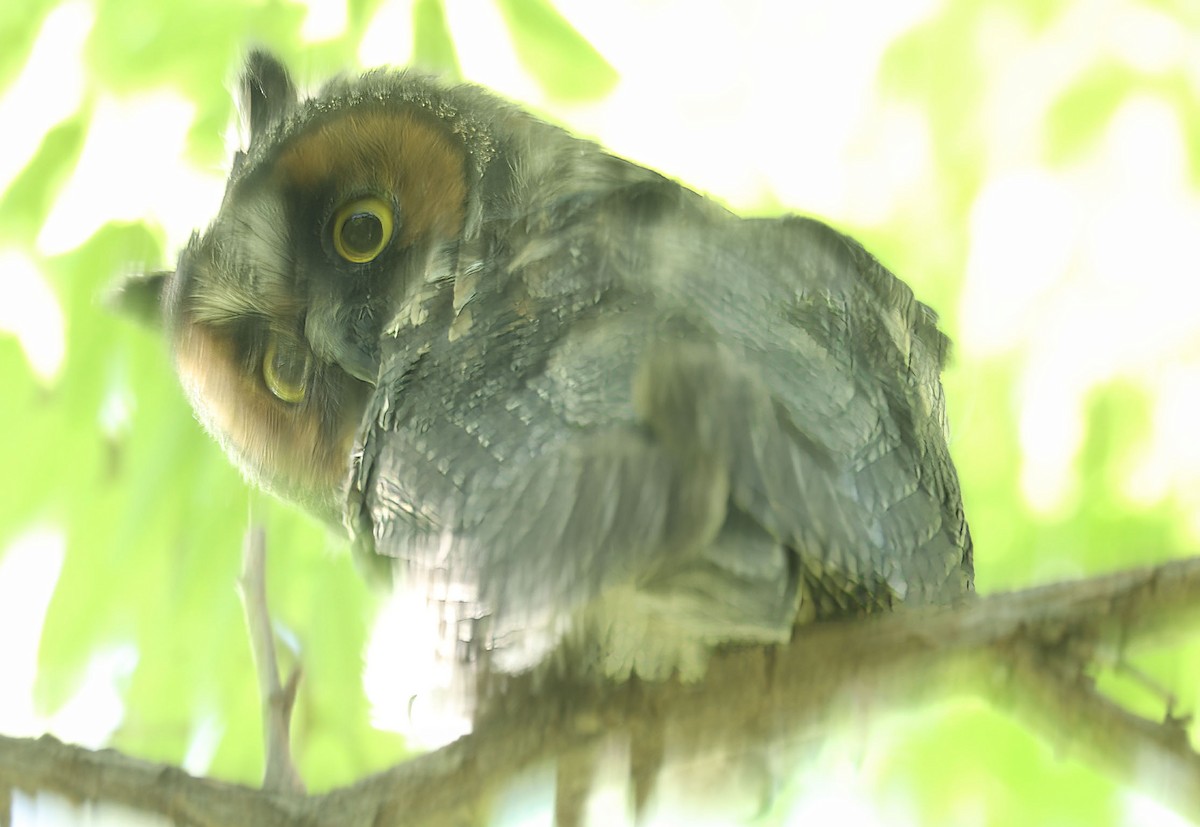 Long-eared Owl - ML620042946