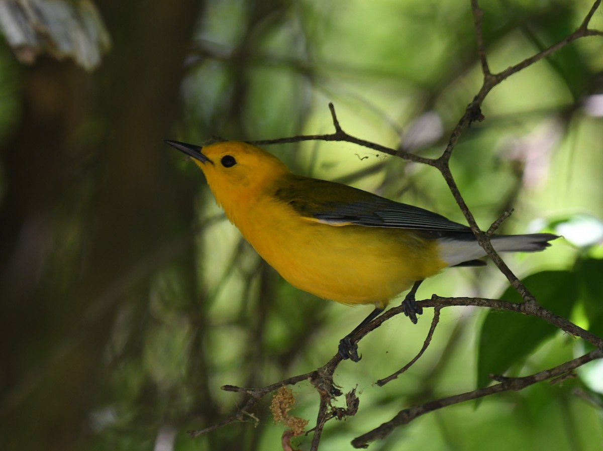 Prothonotary Warbler - ML620042953
