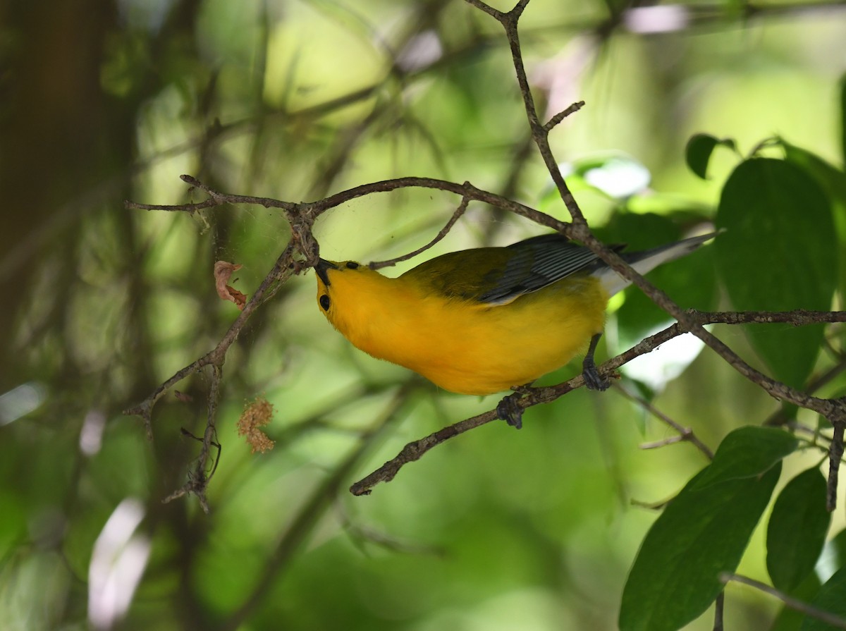 Prothonotary Warbler - ML620042954