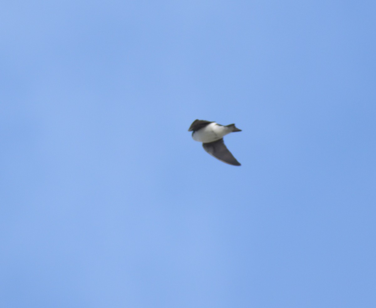 Tree Swallow - ML620042981