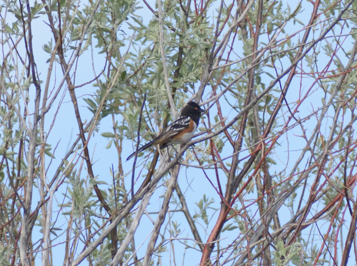 Spotted Towhee (maculatus Group) - ML620042983