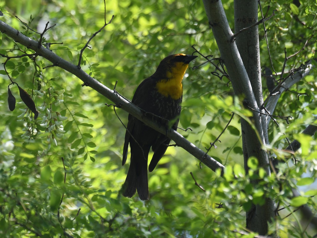 Yellow-headed Blackbird - ML620042984