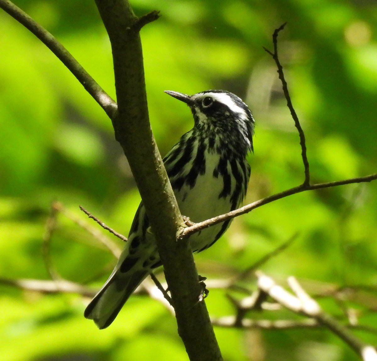 Black-and-white Warbler - ML620042985