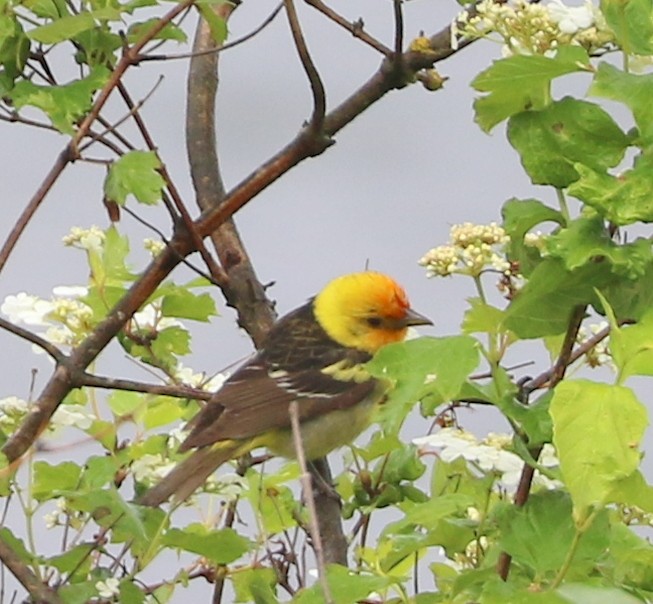 Western Tanager - ML620042986