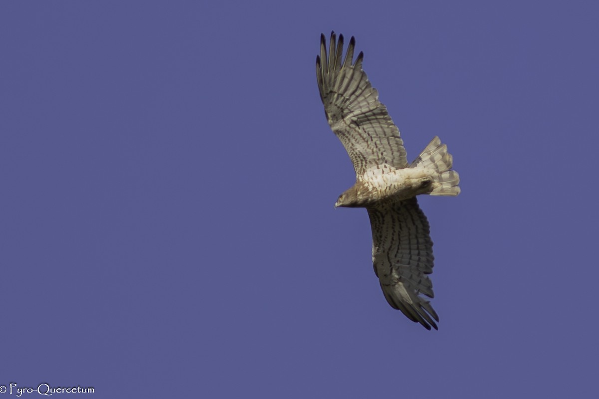 Short-toed Snake-Eagle - Sérgio Correia